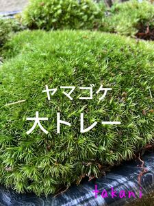 天然の山苔　ヤマゴケ　大トレー計量　量は多め