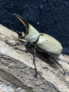 [BFとと]N30 グラントシロカブト 成虫ペア　♂65mm♀50mm