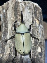 [BFとと]N30 グラントシロカブト 成虫ペア　♂65mm♀50mm_画像4