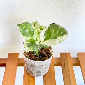 観葉植物 ポトスエンジョイ 斑入り 抜き苗