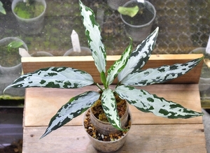 アグラオネマ ピクタム ”氷肌玉骨”【LA0816-03j】LA便 ネームド株 Aglaonema pictum