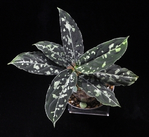 アグラオネマ ピクタム ”バイアランカスタム”UC【AZ0313-1e】Aglaonema pictum AZ便　