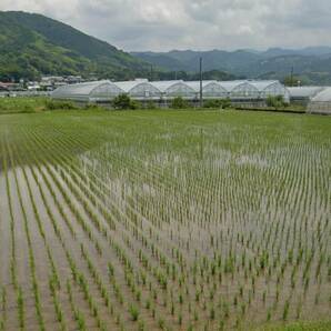 ★☆高知県 安芸郡 芸西村産 令和5年産 コシヒカリ 数量限定 こしひかり 玄米 15kg 冷蔵貯蔵 産地直送品 その1☆★の画像2