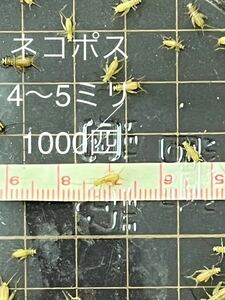 4mm-5mm 1000匹+20％　生き餌ヨーロッパイエコオロギ