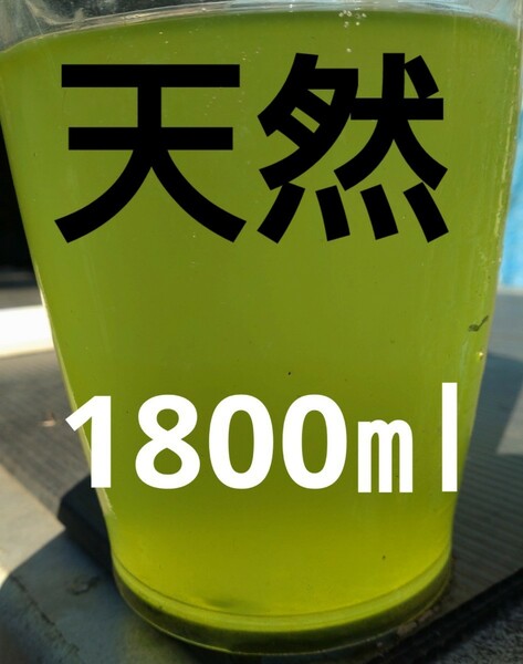 天然 グリーンウォーター(種水．青水) 1800ml。メダカ．　ゾウリムシ　魚