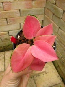 アグラオネマ　ピンクドルフィン(Aglaonema "Pink Dolphin")