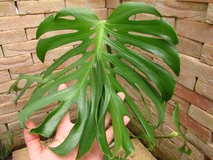 モンステラ　デリシオーサ　デビルバタフライ(Monstera deliciosa var.Devil butterfly)