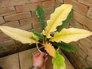 フィロデンドロン　プルートロンギフォリア　極麗斑(Philodendron 'Pluto Longifolia' variegata)