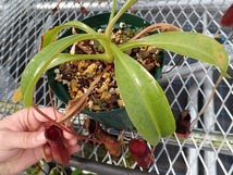 食虫植物　ネペンテス　Nepenthes lowii x ventricosa-red EP_画像4