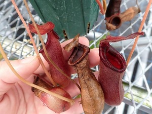 食虫植物　ネペンテス　Nepenthes lowii x ventricosa-red EP