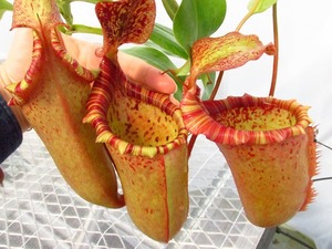 食虫植物　ネペンテス　Nepenthes veitcii'Akazukin'×(Lowii×ventricosa red) ♂