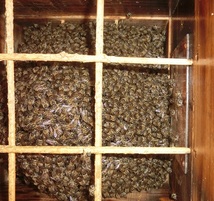 日本蜜蜂　蜜ろう　１６１g　分蜂群捕獲　蜜蝋ワックス・蜜蝋クリーム原料　送料無料_画像6