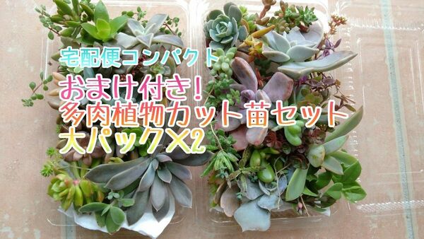 宅配便コンパクト☆お徳用 多肉植物 カット苗セット 大パック×2