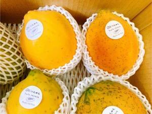  Okinawa main island north part .... production direct fruit papaya 1.5. less pesticide!