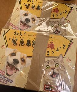 【カエデ様専用】ポスティング用チラシB6_犬猫