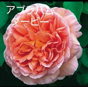 pu-chan様専用です　　　　　　　　　　　　　　　　　薔薇苗廃盤品種　アブラハムダービー　発送は4月になってからになります。