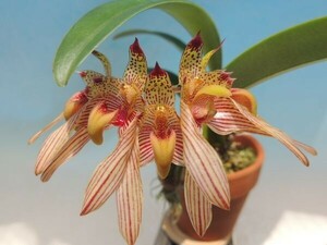 T♪洋蘭 Bulbophyllum bicolor `Gulliver' 洋ラン