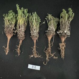 No.792 塊根植物 ペラルゴニウム　ヒストリックス　Pelargonium hystrix 5株セット　3月14日撮影