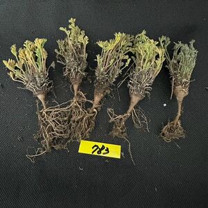No.783塊根植物 ペラルゴニウム　ヒストリックス　Pelargonium hystrix 5株セット　3月17日撮影