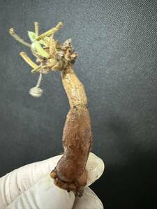 No.667 ペラルゴニウム トリステ Pelargonium triste 多肉植物 冬型 塊根 3月5日撮影
