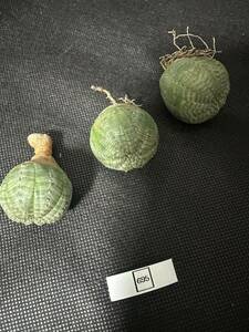 No.695 ユーフォルビア オベサEuphorbia obesa 多肉植物 塊根植物 3株激稀株