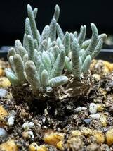 No.710 特選 Avonia　アボニア quinaria ssp. alstonii うつぼ錦 多肉植物_画像7