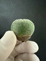 No.733ユーフォルビア オベサEuphorbia obesa 多肉植物 塊根植物 5株激稀株_画像6