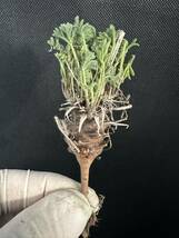 No.792 塊根植物 ペラルゴニウム　ヒストリックス　Pelargonium hystrix 5株セット　3月14日撮影_画像5
