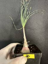 No.681特選 珍奇植物 Gethyllis britteniana 特大株　3月15日撮影_画像1