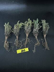 No.643塊根植物 ペラルゴニウム　ヒストリックス　Pelargonium hystrix 5株セット　3月16日撮影