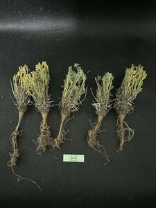 No.695塊根植物 ペラルゴニウム　ヒストリックス　Pelargonium hystrix 5株セット　3月16日撮影