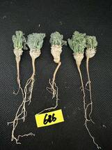 No.686多肉植物サルコカウロン　ペニクリナム実生株 5株セット 3月16日撮影_画像1