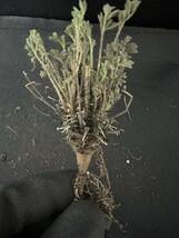 No.732塊根植物 ペラルゴニウム　ヒストリックス　Pelargonium hystrix 5株セット　3月17日撮影_画像6