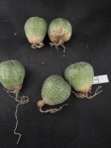 No.722ユーフォルビア オベサEuphorbia obesa 多肉植物 塊根植物 5株激稀株3月17日撮影　実生株