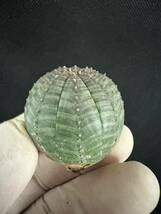 No.912 ユーフォルビア オベサEuphorbia obesa 多肉植物 塊根植物 3株激稀株 実生株_画像2