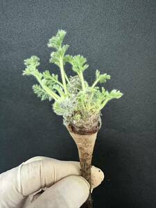 No.914 特選 多肉植物　ペラルゴニューム　アペンディキュラーツム Pelargonium appendiculatu3月22日撮影