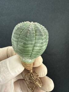 No.908 ユーフォルビア オベサEuphorbia obesa 多肉植物 塊根植物 5株激稀株 実生株