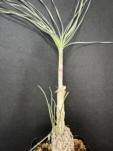 No.945 特選 珍奇植物 Gethyllis britteniana 特大株　3月26日撮影