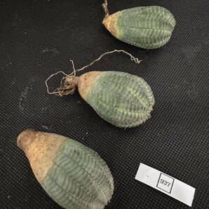 No.937 ユーフォルビア オベサEuphorbia obesa 多肉植物 塊根植物 3株激稀株 実生株の画像10