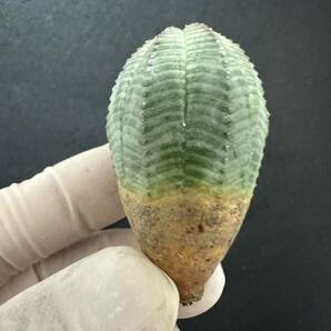 No.937 ユーフォルビア オベサEuphorbia obesa 多肉植物 塊根植物 3株激稀株 実生株の画像3