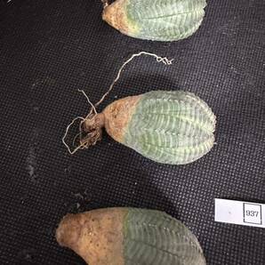 No.937 ユーフォルビア オベサEuphorbia obesa 多肉植物 塊根植物 3株激稀株 実生株の画像2