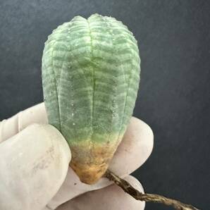 No.937 ユーフォルビア オベサEuphorbia obesa 多肉植物 塊根植物 3株激稀株 実生株の画像8