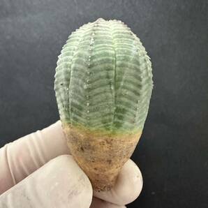 No.937 ユーフォルビア オベサEuphorbia obesa 多肉植物 塊根植物 3株激稀株 実生株の画像5