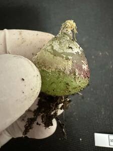 No.928 Conophytum burgeri ブルゲリ　多肉植物　　コノフィツム3月28日撮影