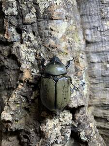 【INSECT CROWN】グラントシロカブト ♀単 50mm