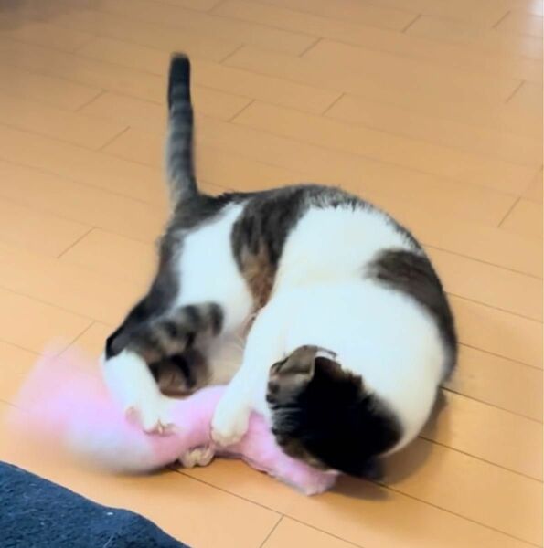 猫　おもちゃ　抱き枕