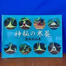 山野草　寒葵・細心　登録銘品集　『神秘の寒葵』　143品目_画像1