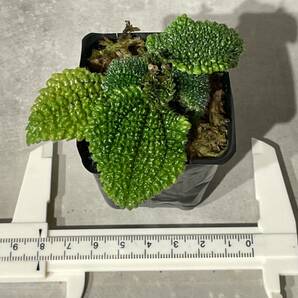 Plant■ピレア モリス ムーンバレーPilea mollis 'Moon Valle'/W8cm■塊根植物/観葉植物/コーデックス/サボテン/多肉植物の画像2