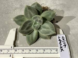 Plant■エケベリア・シチュエンシスEcheveria xichuensis/W8cm■塊根植物/観葉植物/コーデックス/サボテン/多肉植物