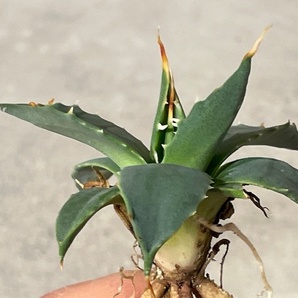 Plant■アガベ・ユタエンシス・エボリスピナ/Agave utahensis var. eborispina/W6cm■塊根植物/観葉植物/コーデックス/サボテン/多肉植物の画像3